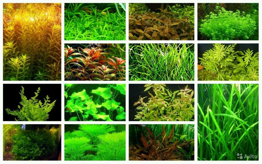 Rotala rotundifolia Green