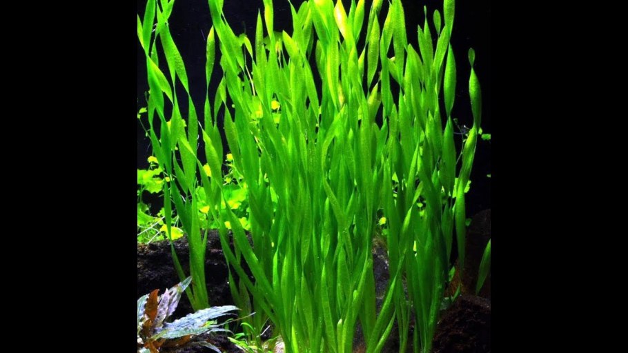 Эхинодорус Асперсус