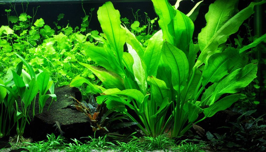 Людвигия Болотная анубиас