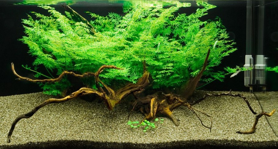 Роголистника Ceratophyllum demersum