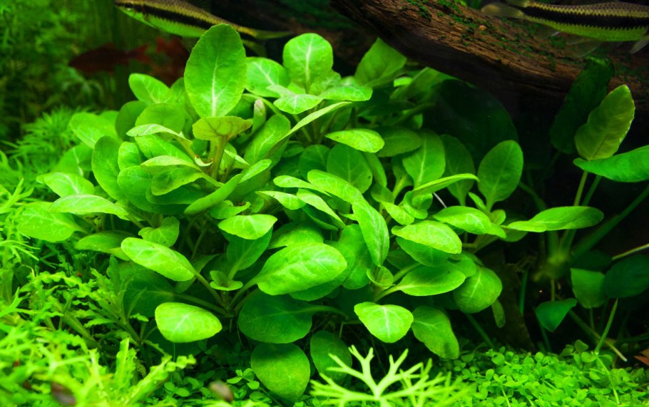 Анубиас ланцеолата