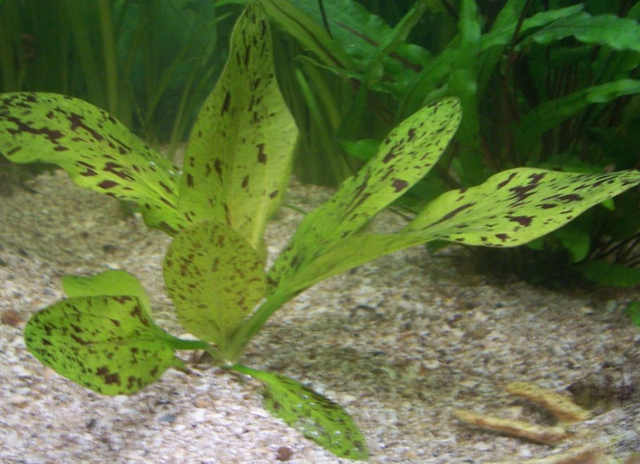 Хемиантус каллитричойдес,