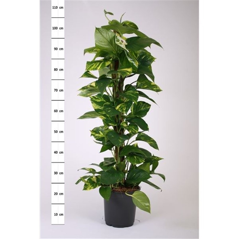 Сциндапсус Happy Leaf