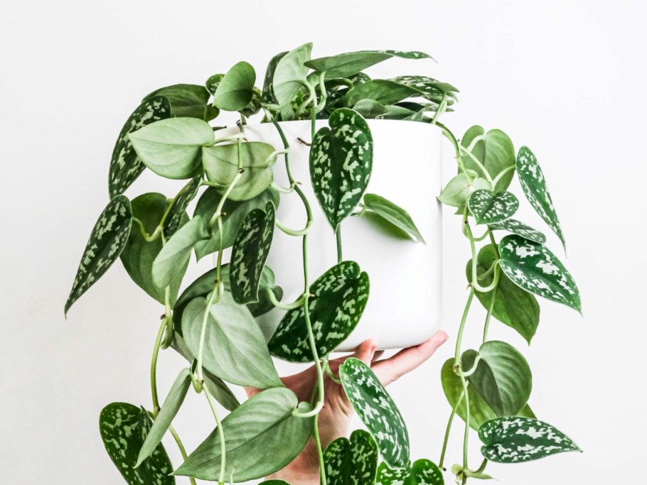 Сциндапсус Пиктус Сильвер