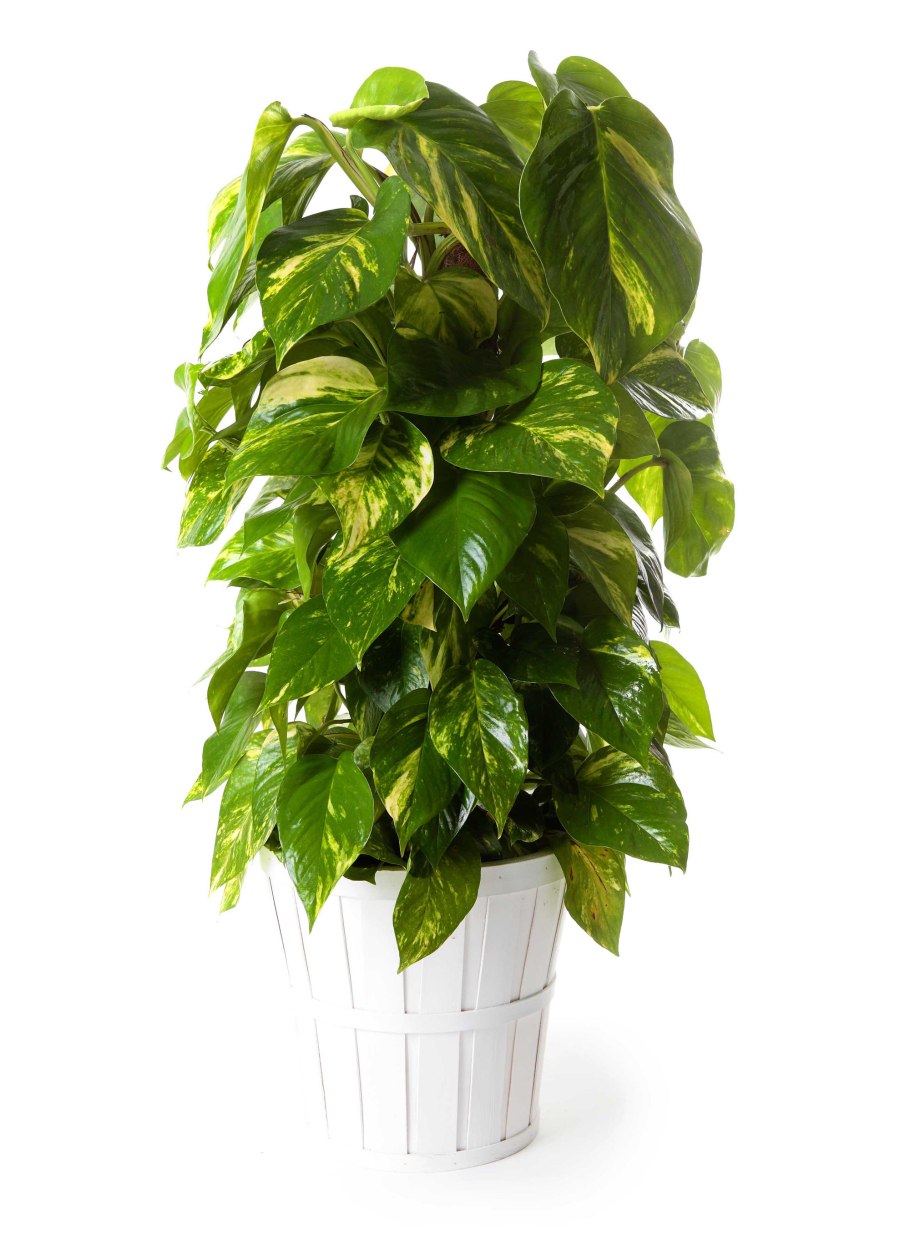 Хойя сциндапсус