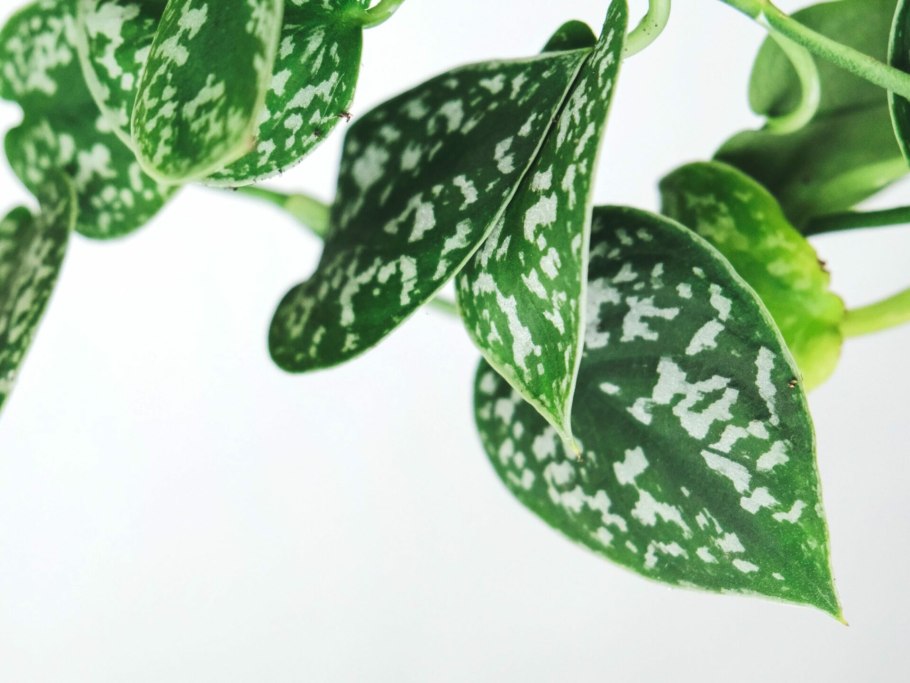 Сциндапсус Пиктус Требие