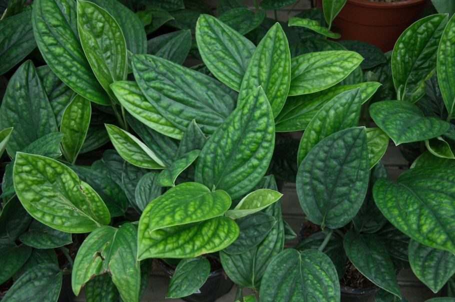 Сциндапсус Пиктус Сильвер