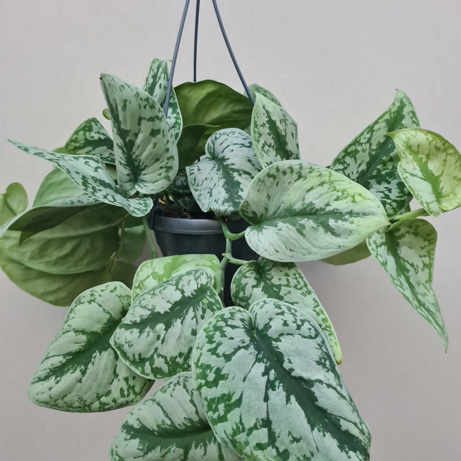 Сциндапсус микс