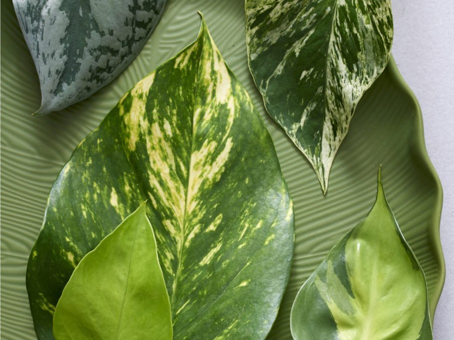 Сциндапсус Сильвер