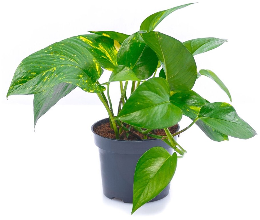 Сциндапсус Пиктус экзотика