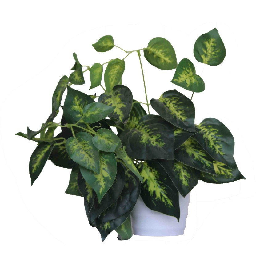 Pothos foetida