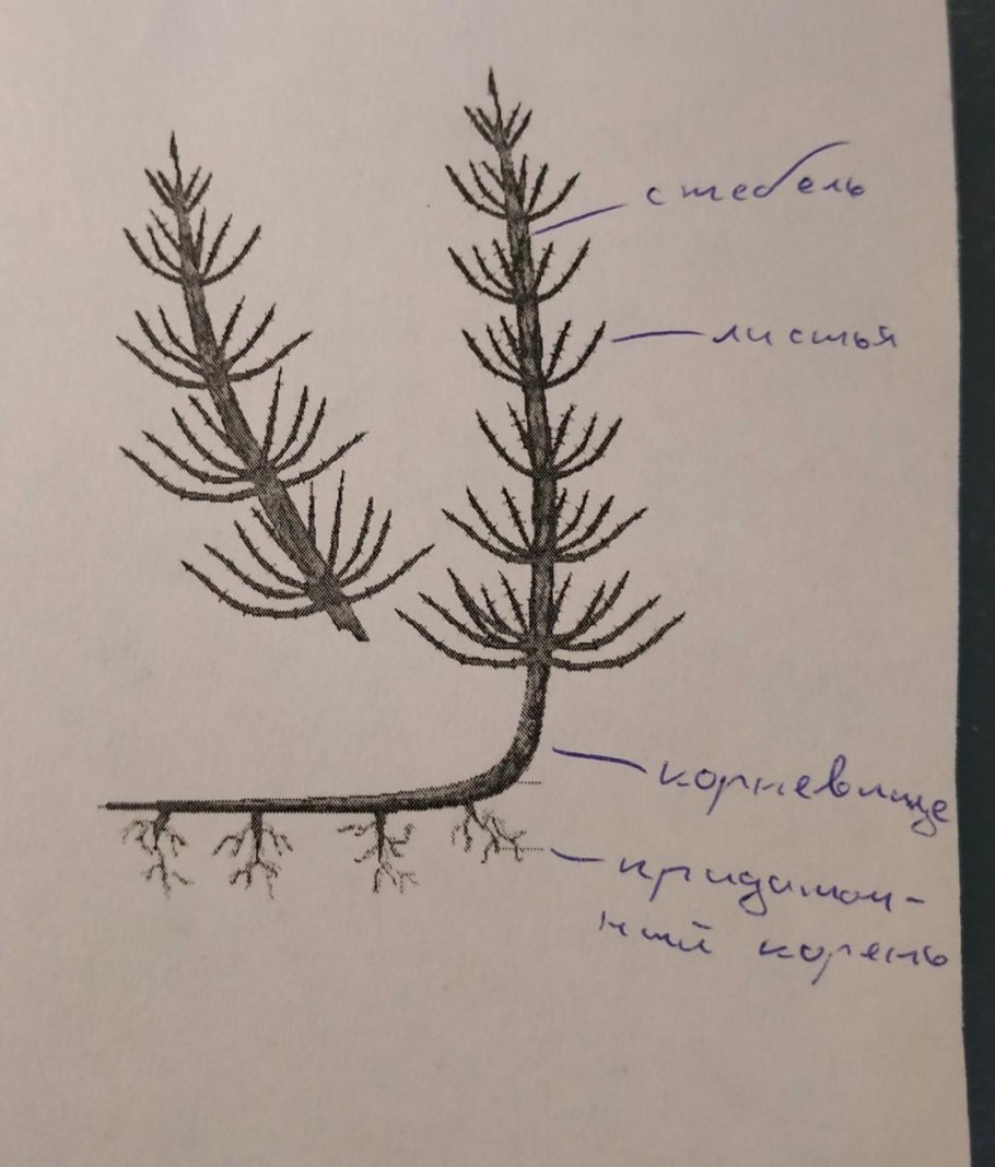 Цикл развития папоротниковидных схема