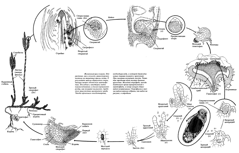 Жизненный цикл плауна схема