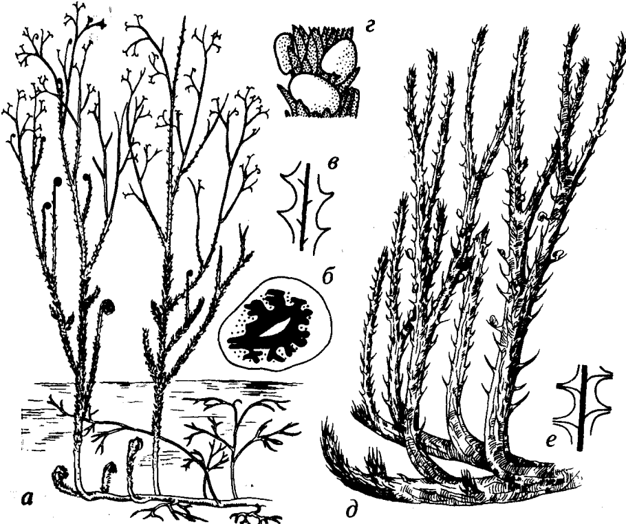Цикл развития папоротника