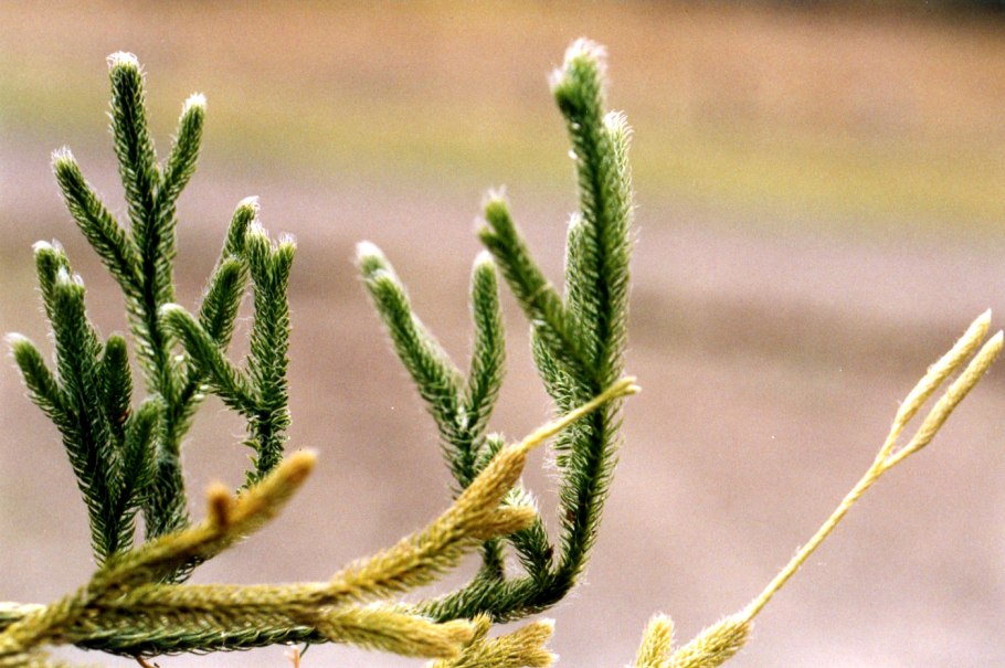 Lycopodium clavatum поперечный разрез стебля