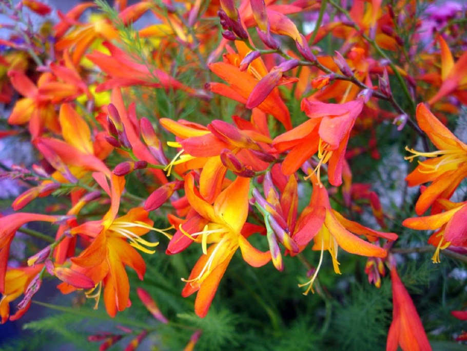 Астра мелкоцветковая многолетняя