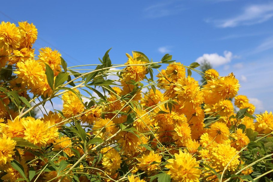 Осенние сиреневые цветы