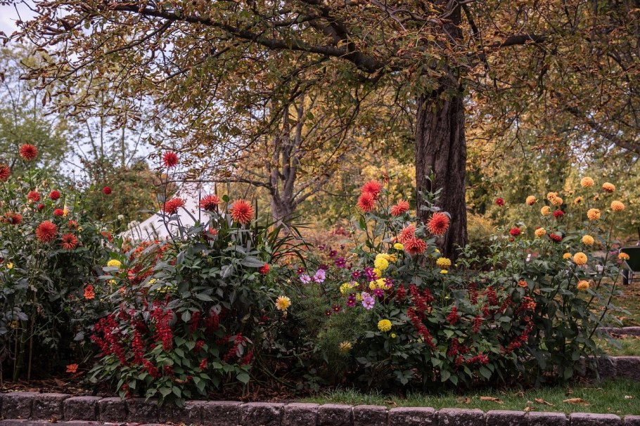 Осенние растения в саду
