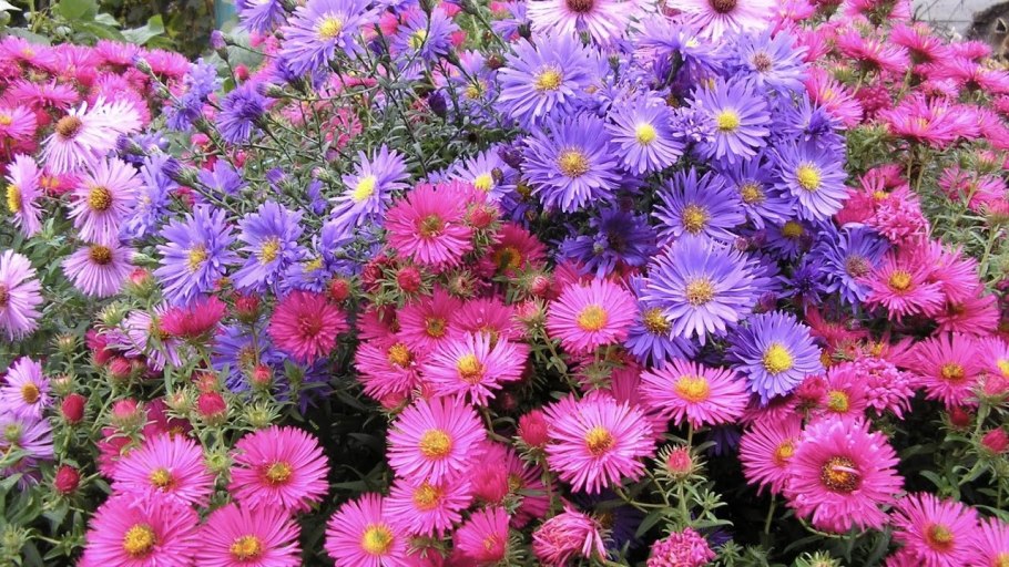 Цветники в желто оранжевый