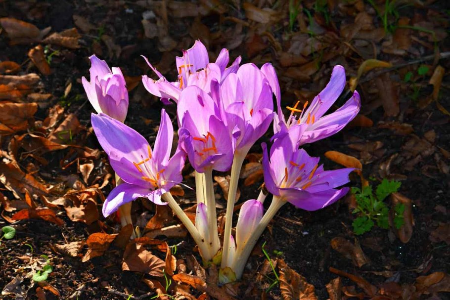 Астра многолетняя Октябринка