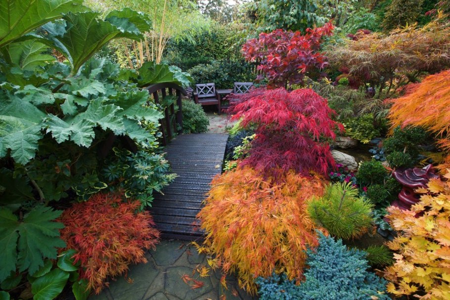 Безвременник великолепный