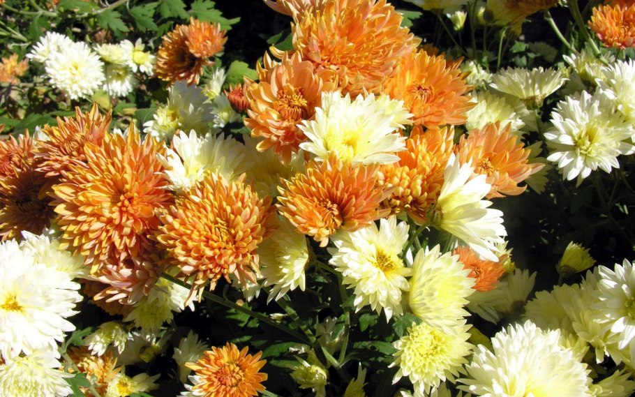 Астры, георгины настурции