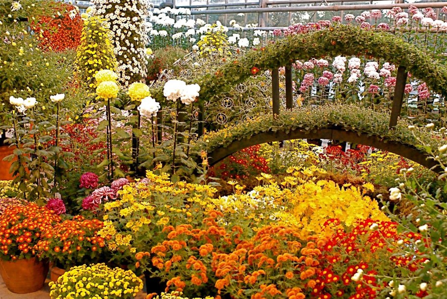 Садовая Хризантема однолетник