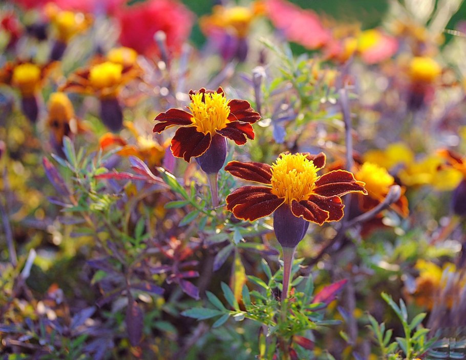 Однолетники Тагетес