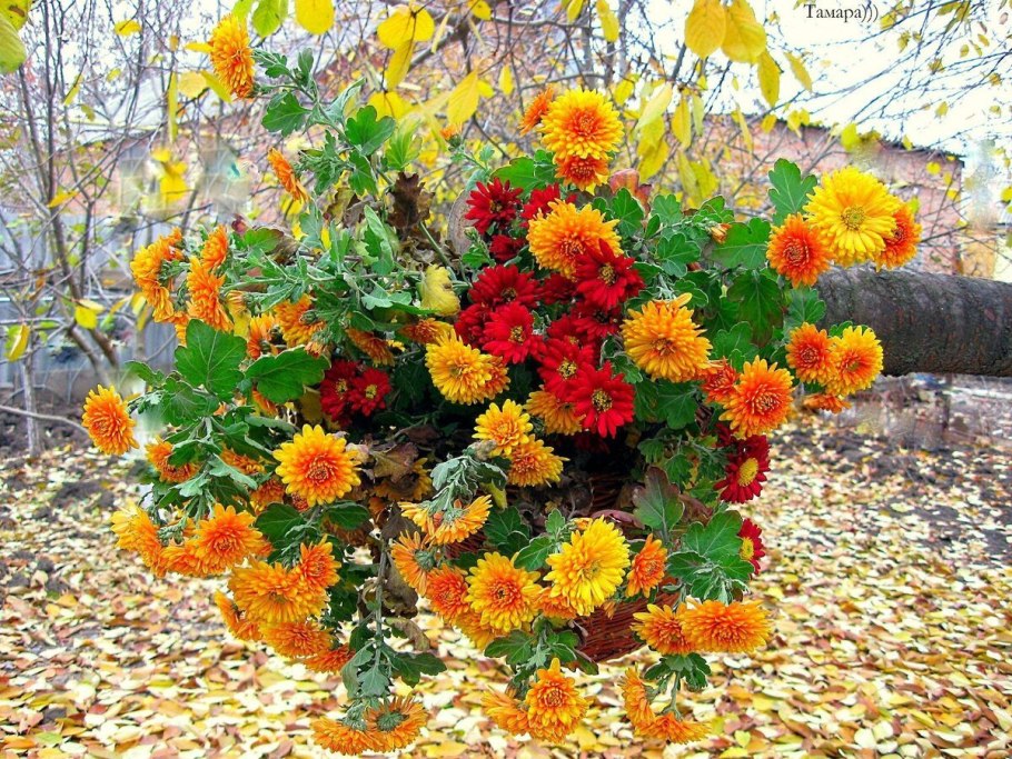 Крокус Штернбергия