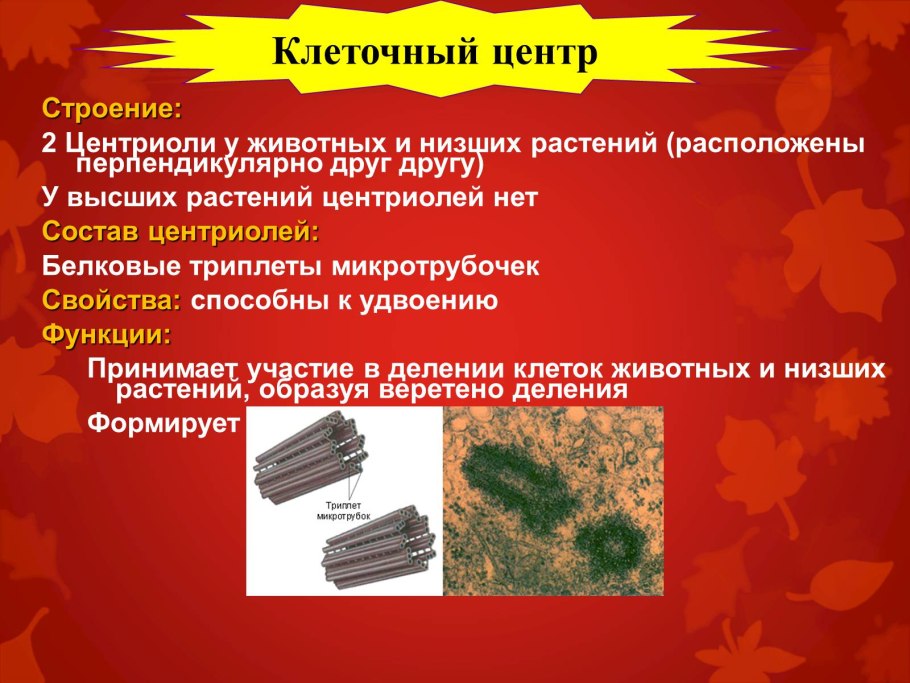 Микротрубочки строение микроскоп