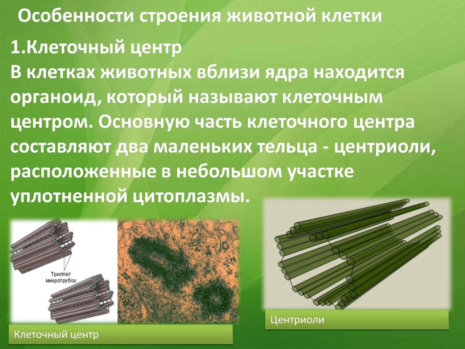 Spirogyra porticalis