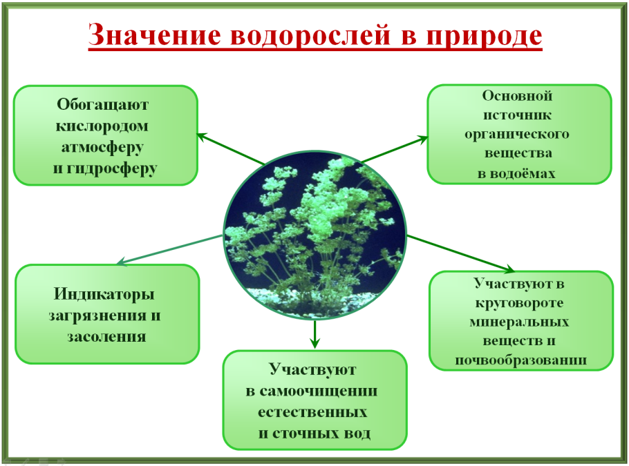 Rivularia Haematites