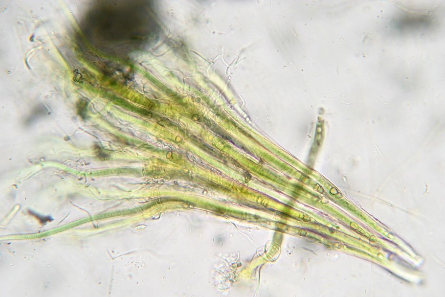 Строение клетки эукариот схема