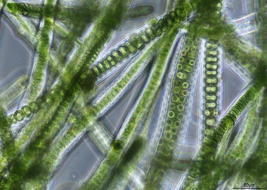 Ликмофора водоросль