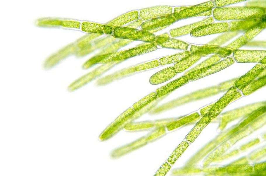 Водоросли микробиология