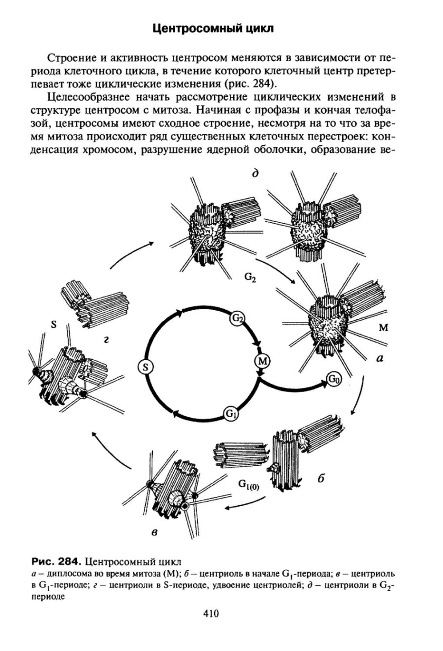 Клеточный центр хромосома