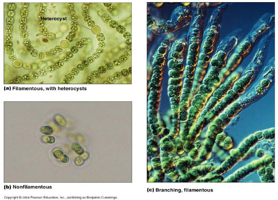 Размножение золотистых водорослей