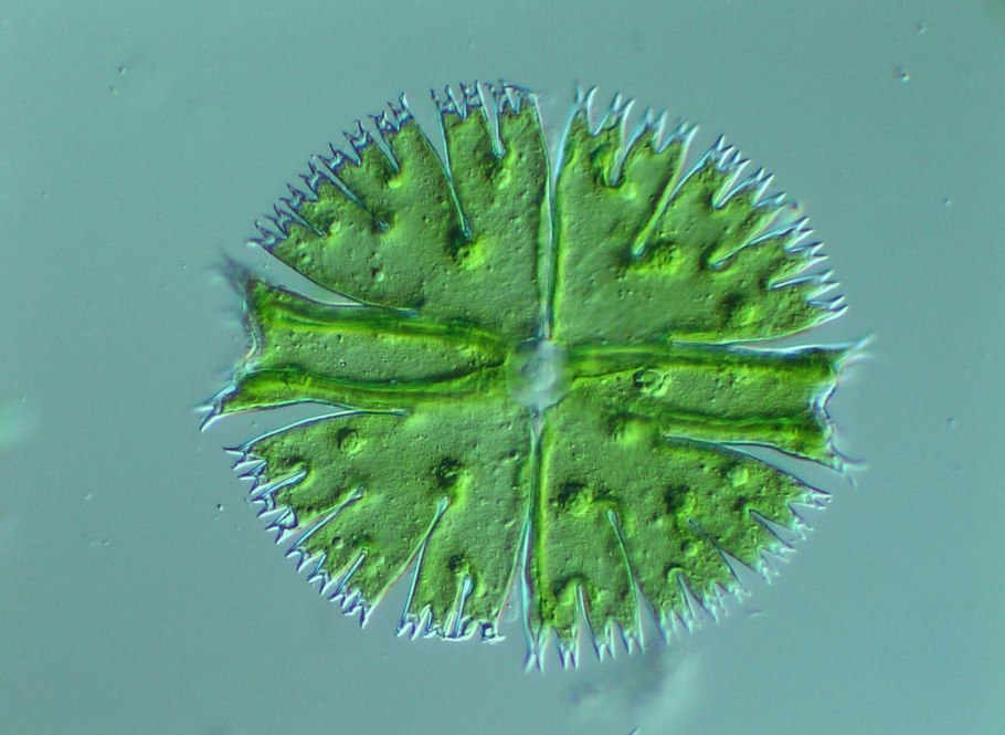 Центриоль клеточный центр высших растений