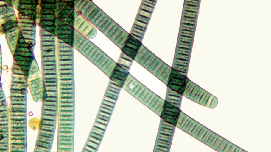 Цианобактерии спирулина