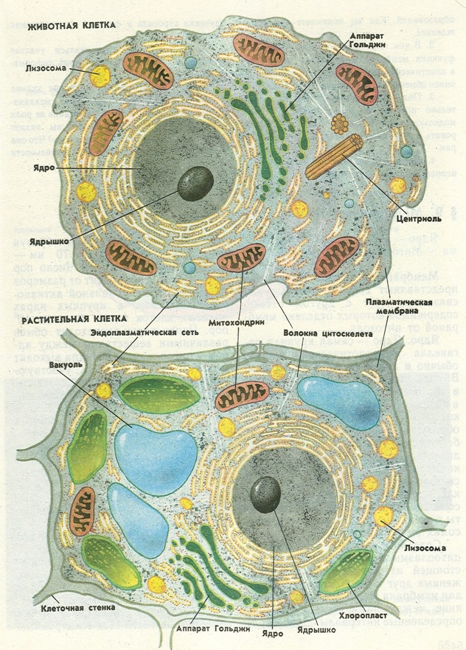 Анабена цианобактерия