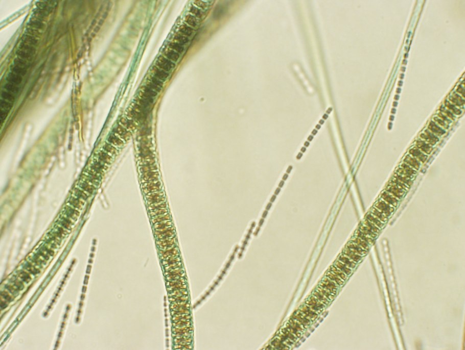 Микроводоросли под микроскопом