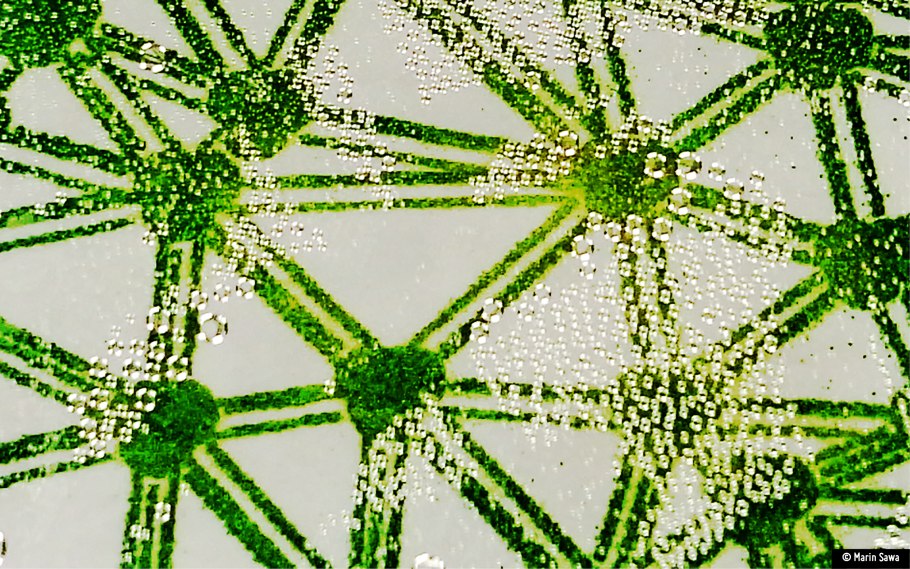 Диатомеи Navicula