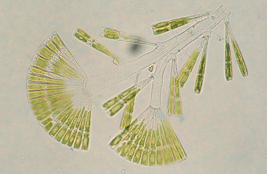 Одноклеточные инфузория туфелька