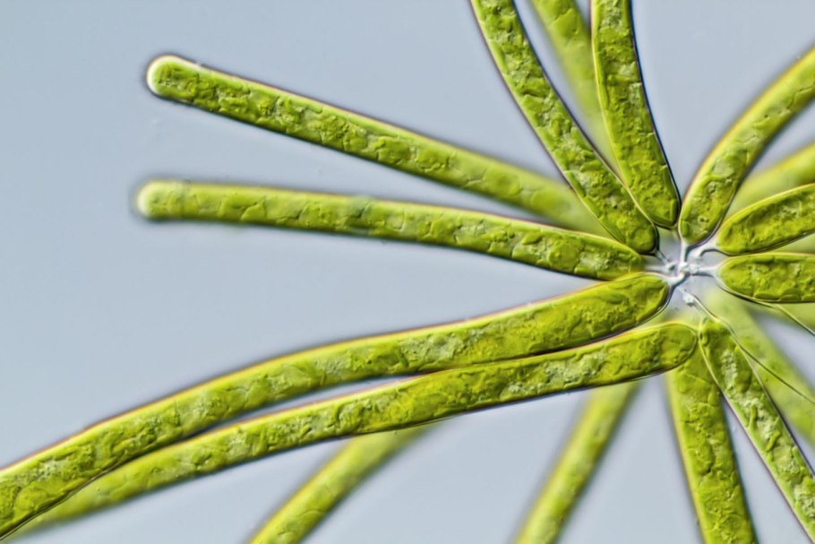 Микроводоросли Алгае