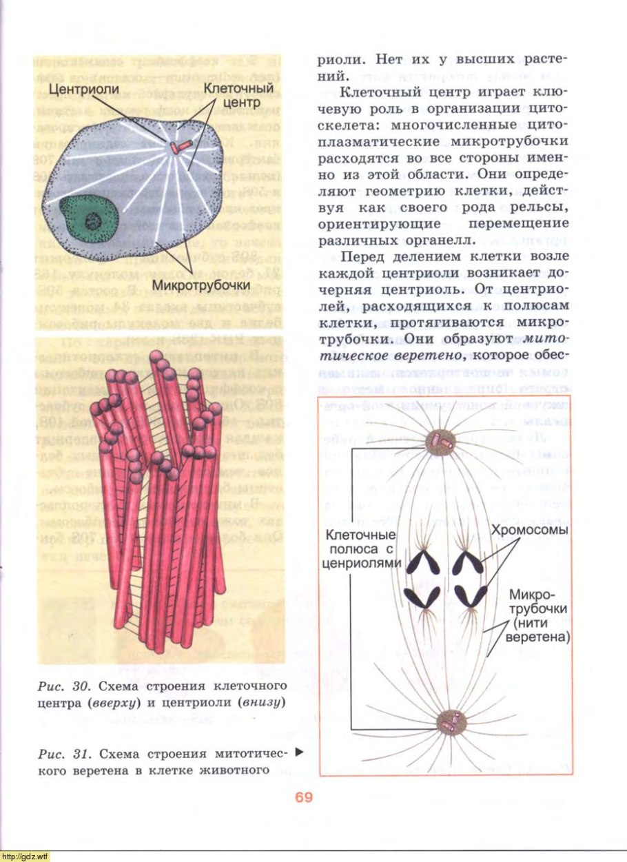 Хроококковые цианобактерии