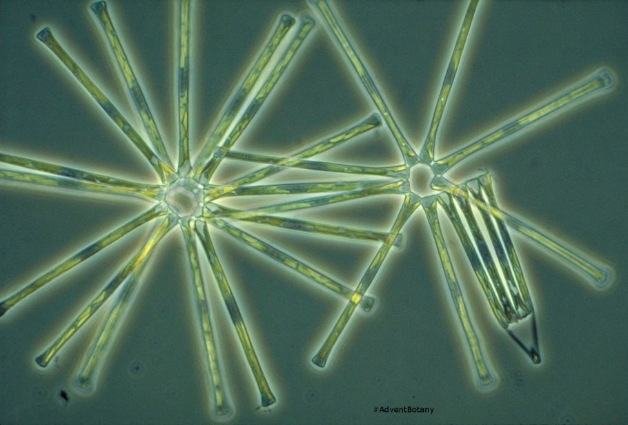 Микрастериас водоросль