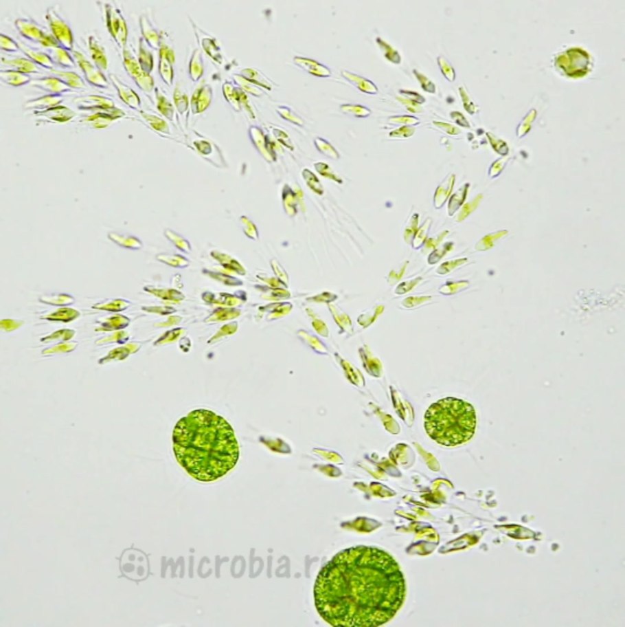 Красные водоросли примеры