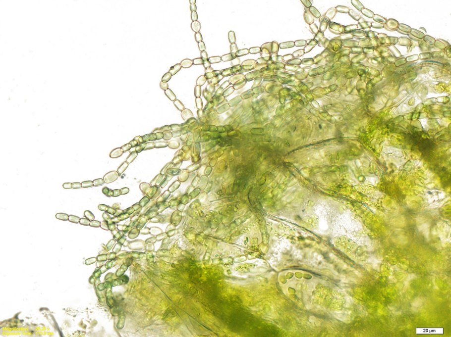 Closterium moniliferum