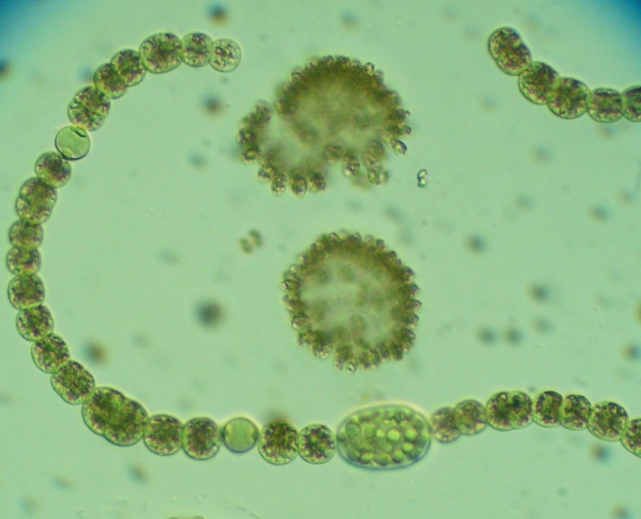 Микрастериас micrasterias