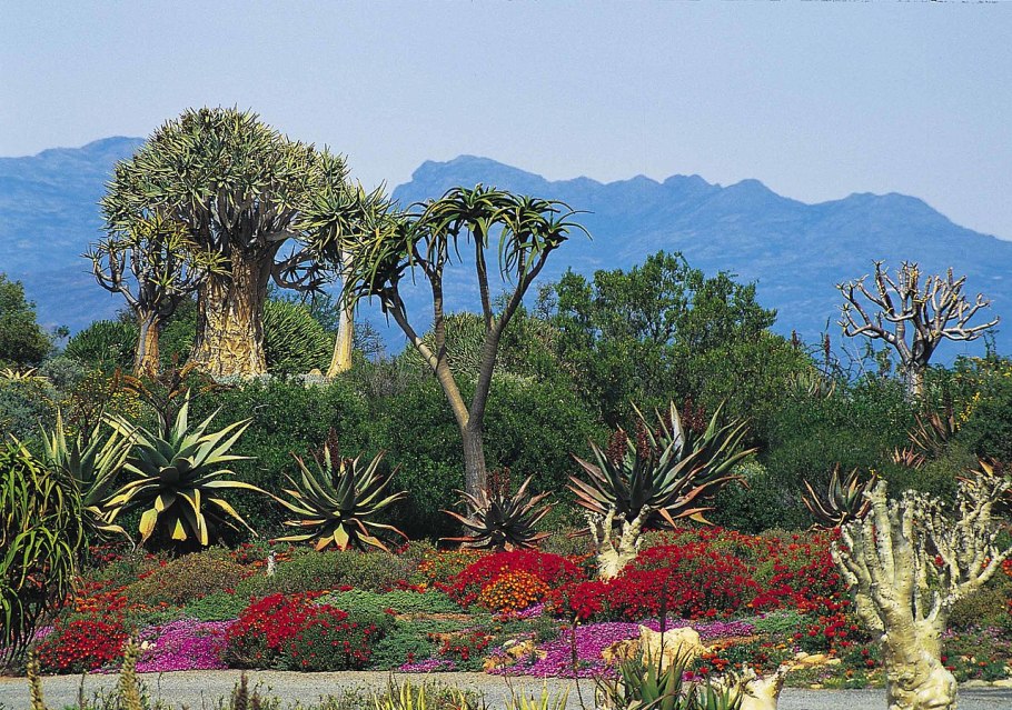 Вельвичия мирабилис Welwitschia Mirabilis